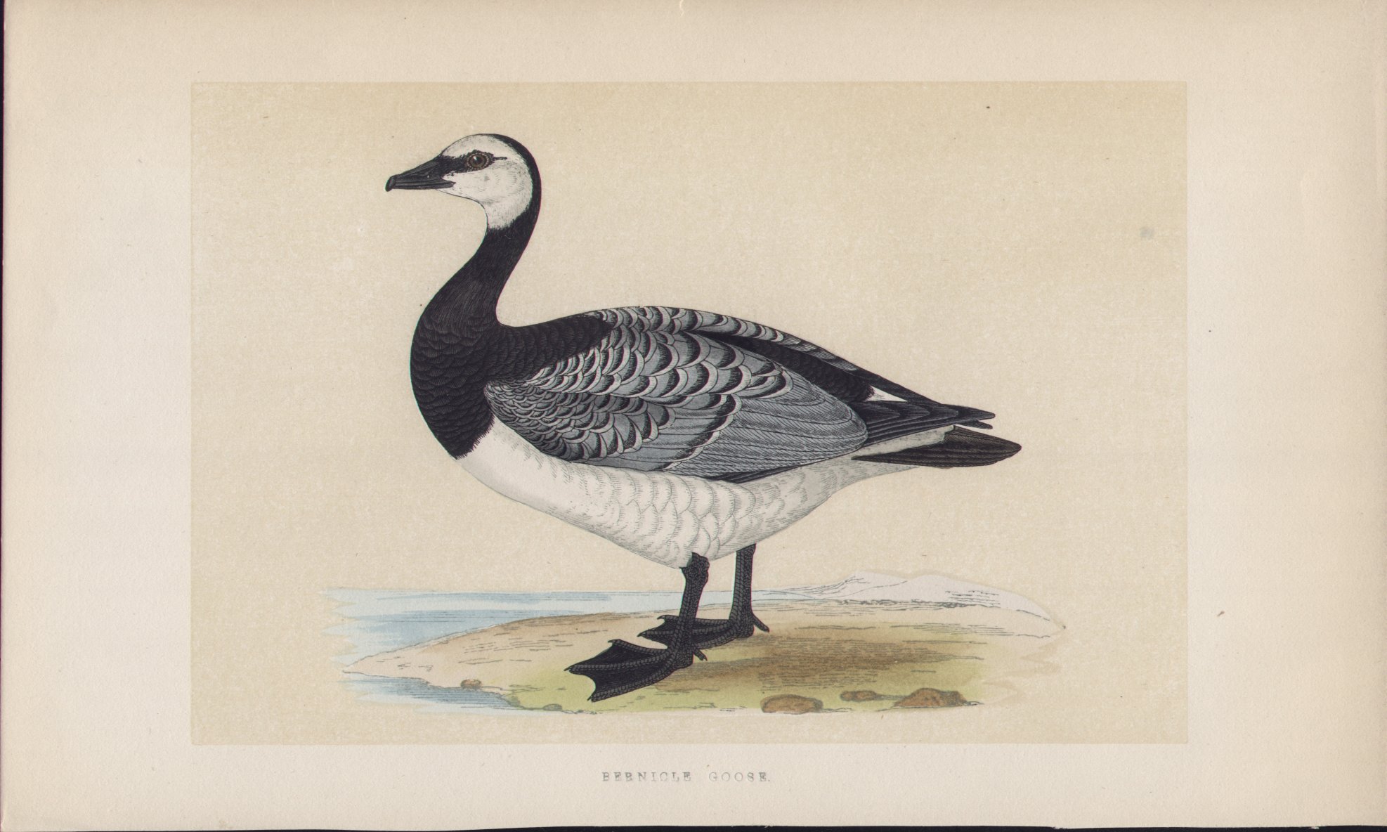 Wood - Bernicle Goose - Fawcett